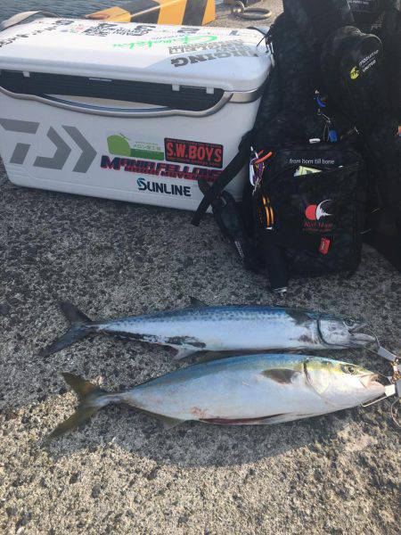 ハマチ&サゴシボイル