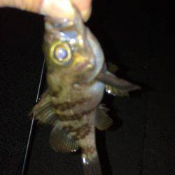 結構釣れました