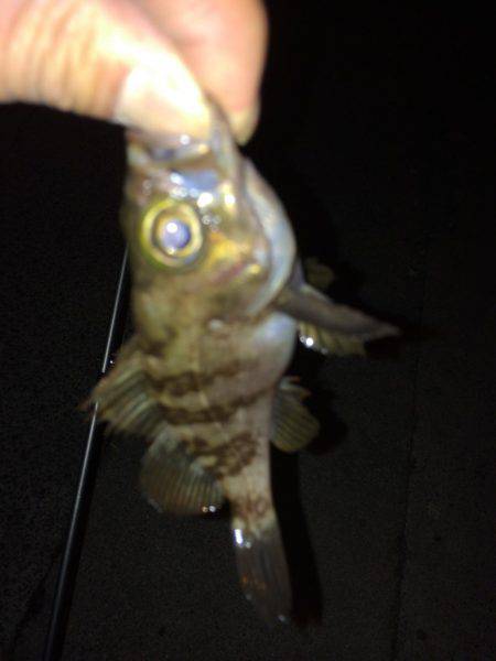 結構釣れました