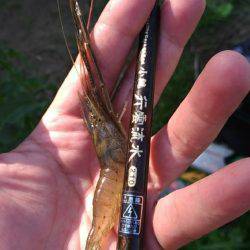 テナガエビ調査釣行in多摩川2