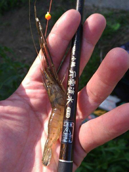 テナガエビ調査釣行in多摩川2