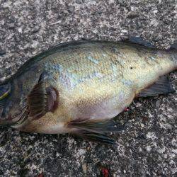 サビキとショアジギ