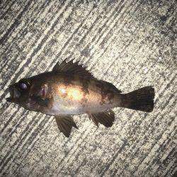 メバリング&ガシリング