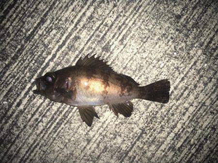 メバリング&ガシリング