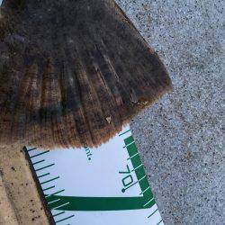 マリーナでヒラメ！