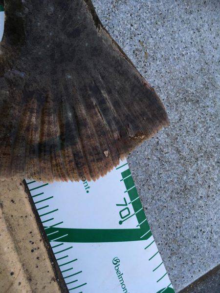 マリーナでヒラメ！