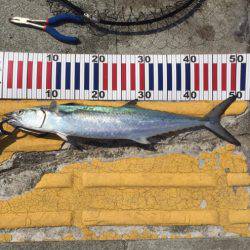 和歌山遠征ライトショアジギング！