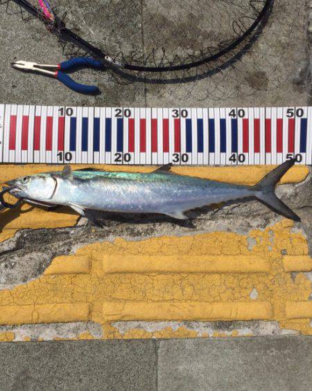 和歌山遠征ライトショアジギング！