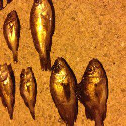 垂水漁港でメバリング!!