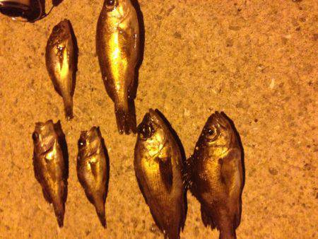 垂水漁港でメバリング！！