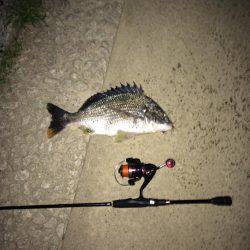 チニング短時間釣行！！