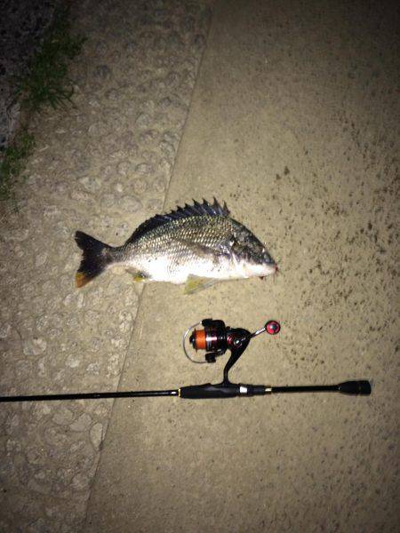 チニング短時間釣行！！