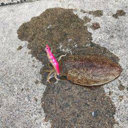 丹後コウイカランガンエギング