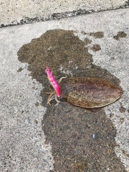 丹後コウイカランガンエギング