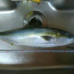 アジ　イサキを狙って出船しました