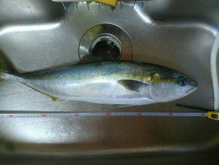 アジ　イサキを狙って出船しました