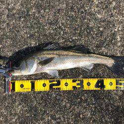 エビ撒きのハネ好調!