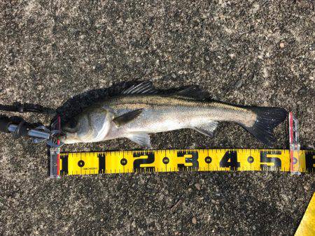 エビ撒きのハネ好調!