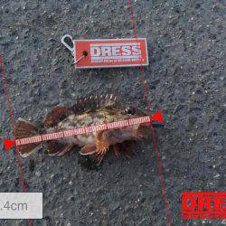 メバルはまだいない