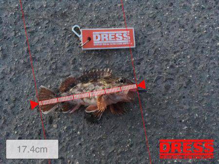 メバルはまだいない