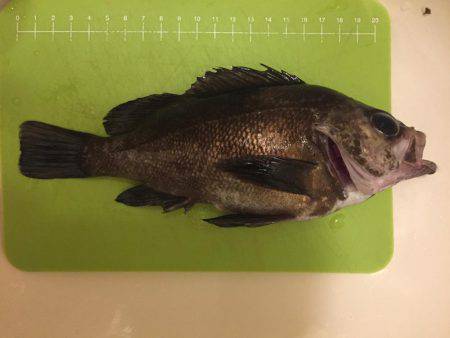 メバリング紀行