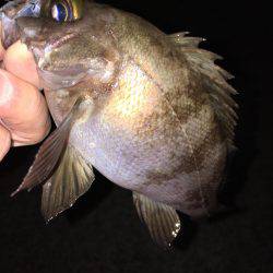 明石周辺メバリング