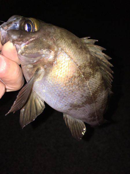 明石周辺メバリング