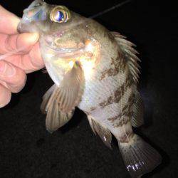 漁港にてメバリング