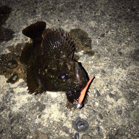 雨の次の日！！メバリング