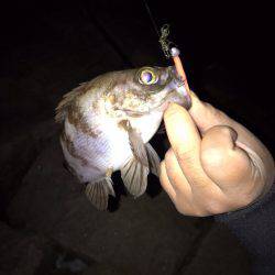 ナイトフィッシング(メバリング)