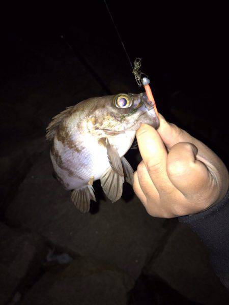 ナイトフィッシング(メバリング)