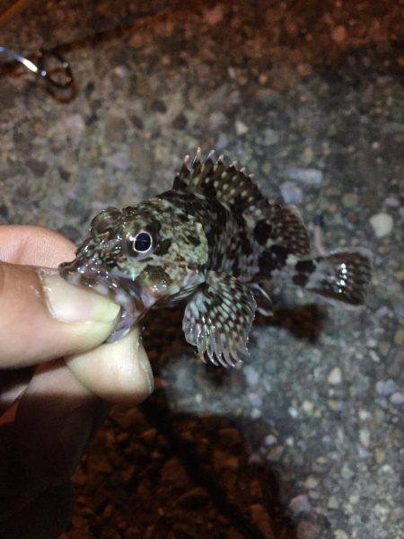 ミニミニガシラとメバル！