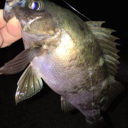 メバリング好調です