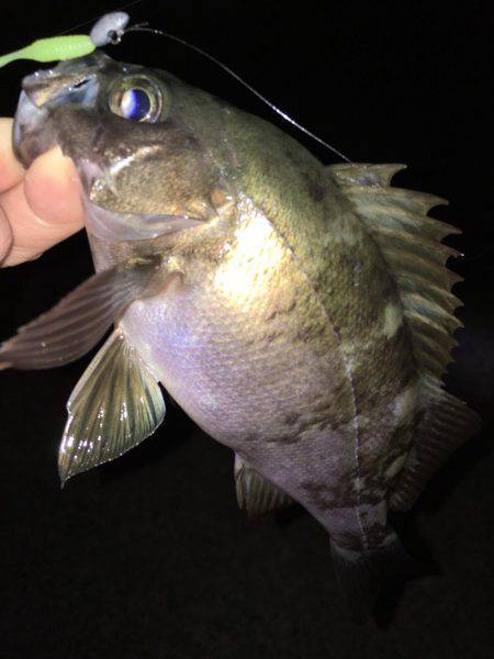 メバリング好調です