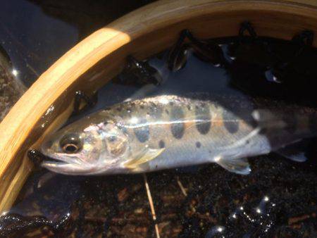 秋川渓流ルアー