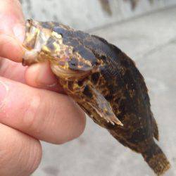 またまた‥メバリング行って来ました！