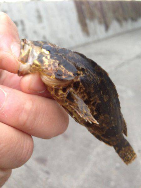 またまた‥メバリング行って来ました！