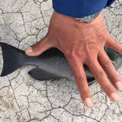 初チヌーーーーーー