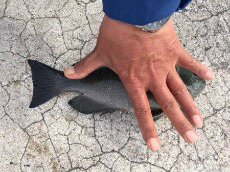 初チヌーーーーーー