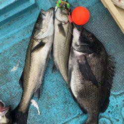 南港でエビ撒き！良型チヌも‼︎