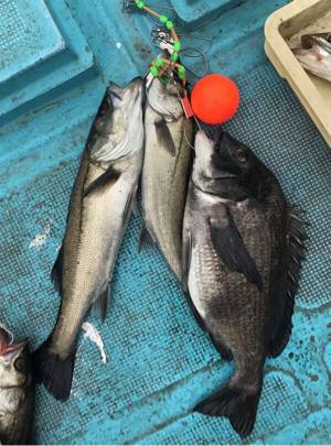 南港でエビ撒き！良型チヌも‼︎