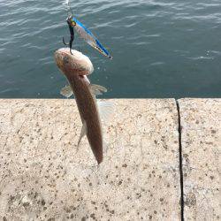 コウイカとエソ