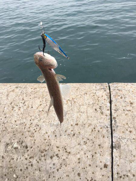 コウイカとエソ