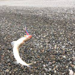 エソ3匹 煙樹ヶ浜