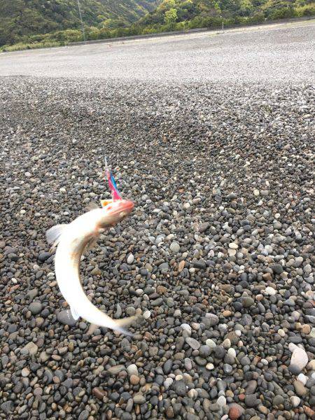 エソ3匹 煙樹ヶ浜