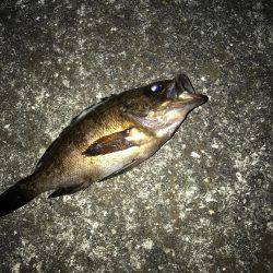 メバリング釣果‥ボウズなし更新中！！