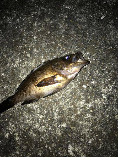 メバリング釣果‥ボウズなし更新中！！