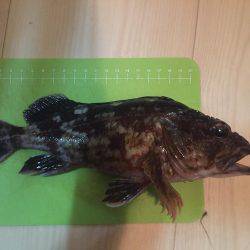 デカガシラにチビメバル