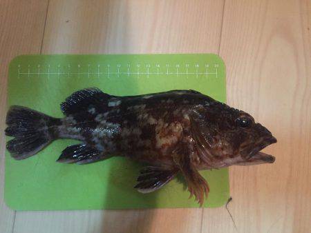 デカガシラにチビメバル