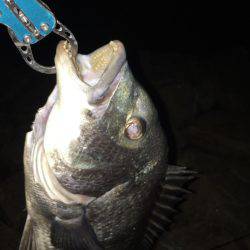 年なしノッコミ